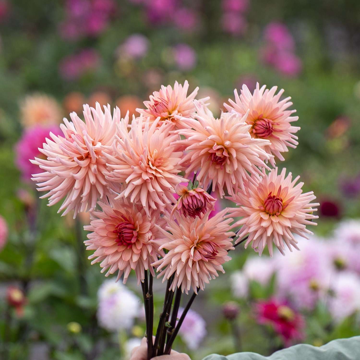 Dahlia 'Preference'